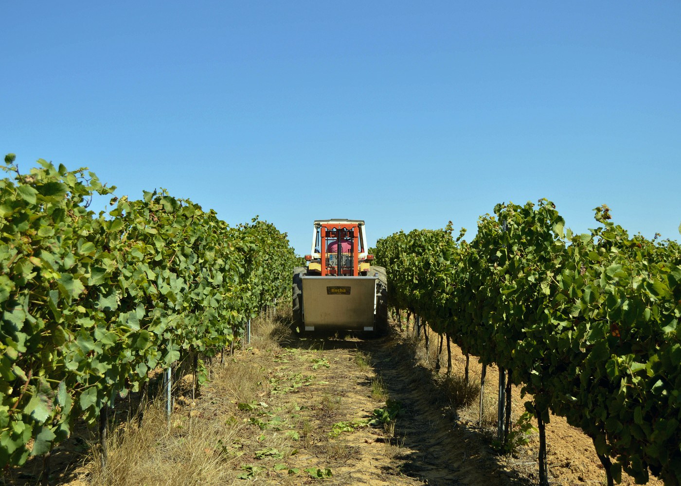 Trabajos agrícolas